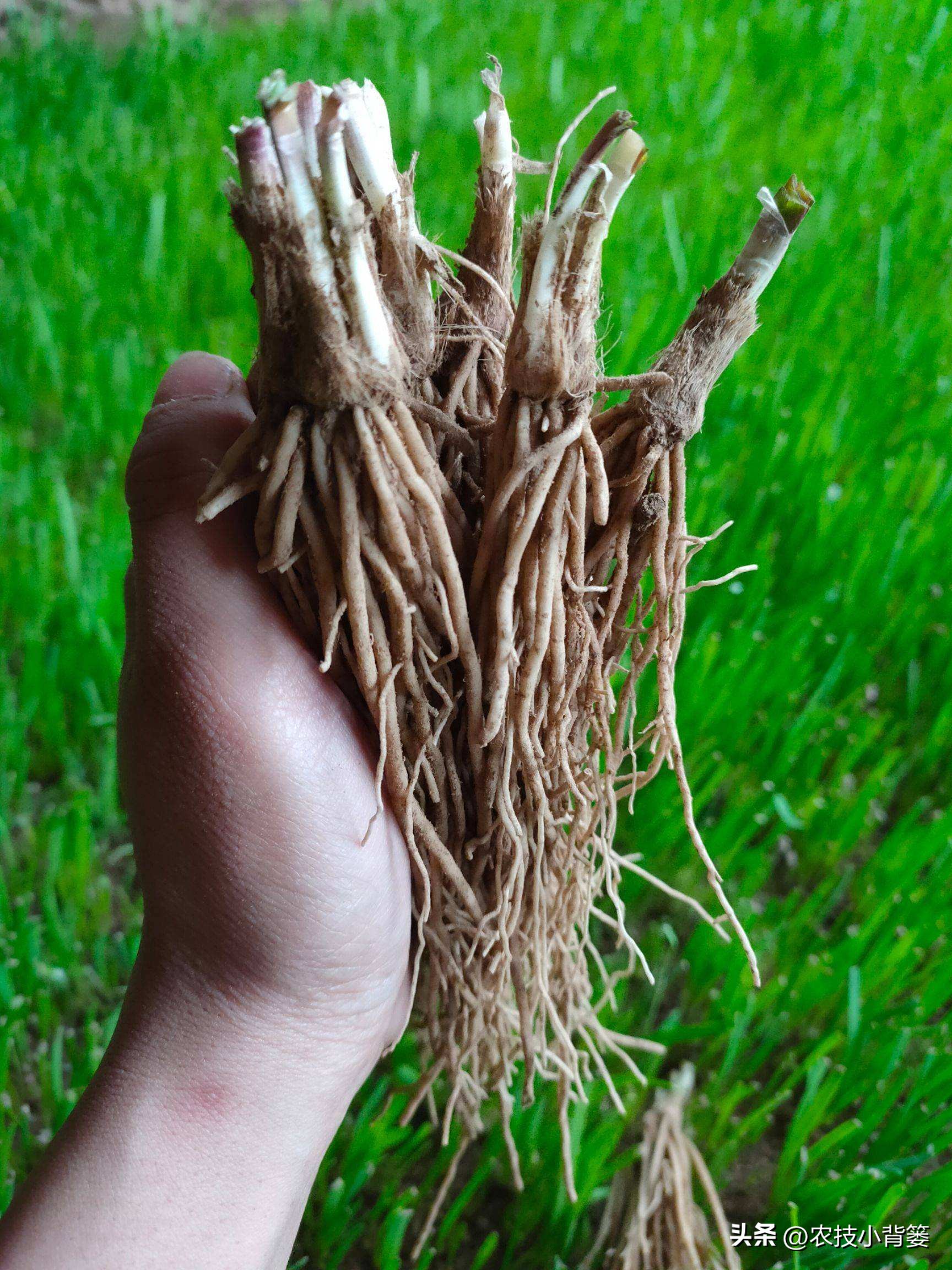 种植韭菜夏天怎样养护,新种的韭菜如何养根