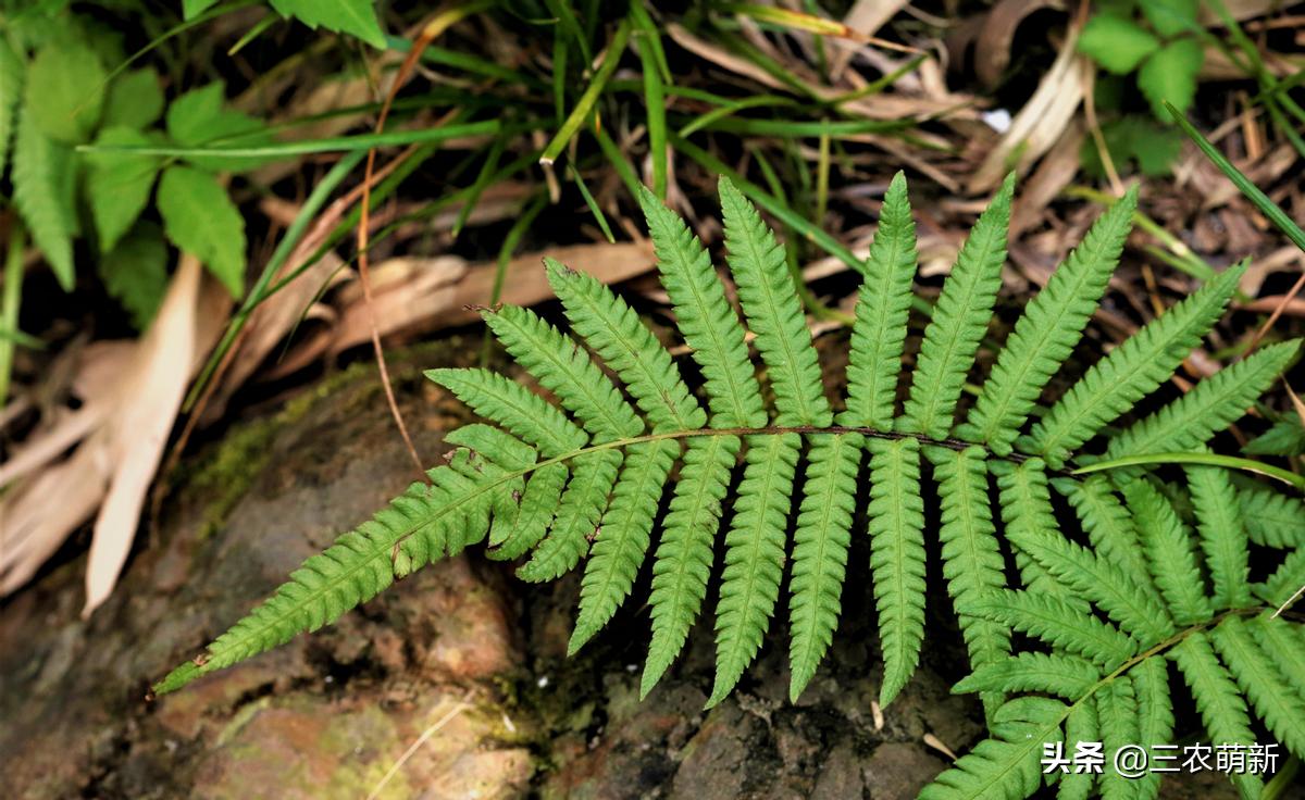 很像蜈蚣一样的野草图片,和蜈蚣相似的草有哪些