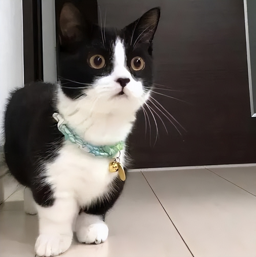 为什么中华田园猫很受人喜爱,养中华田园猫费钱吗