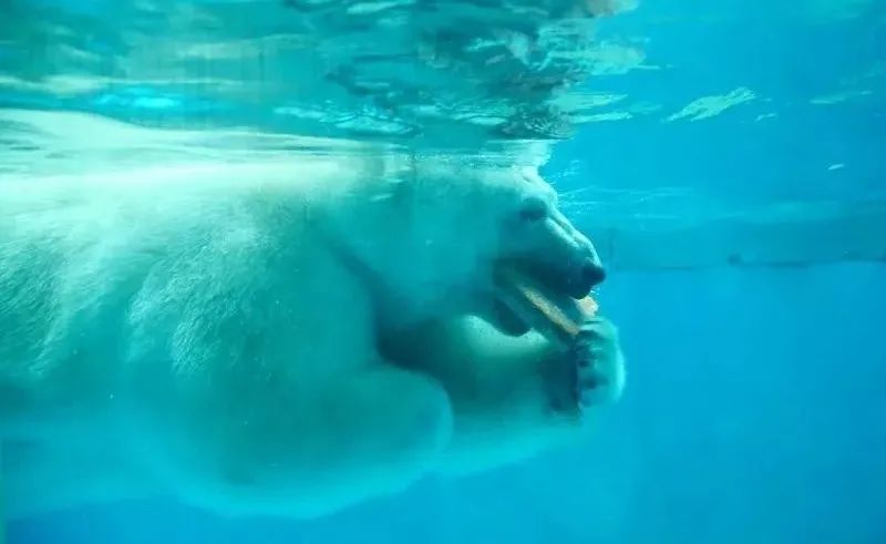 欧乐堡海洋极地公园攻略,欧乐堡最全游玩攻略请收好