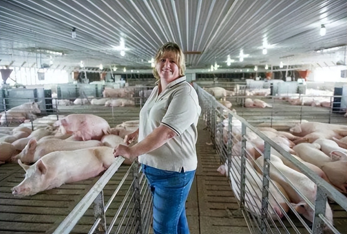 丹麦养猪为什么厉害,为什么丹麦是养猪大国之一