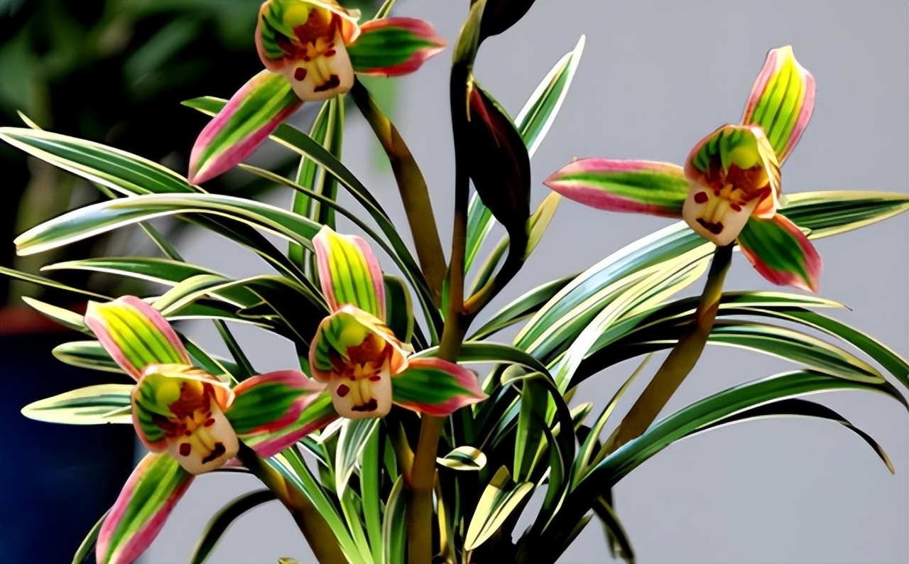 浓香型四季兰金边矮种,最适应在北方养殖的四季兰品种