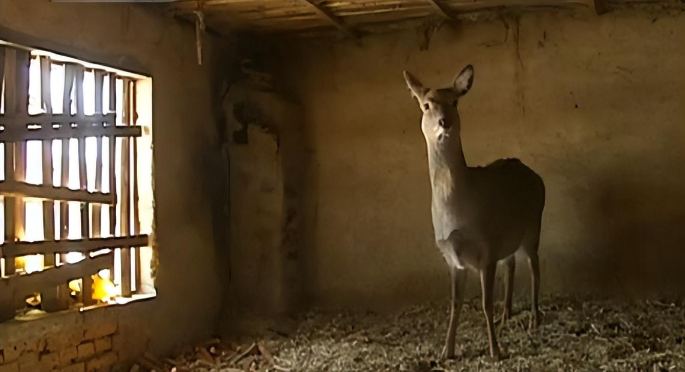 吉林男子野外捡鹿,吉林男子捡到小鹿