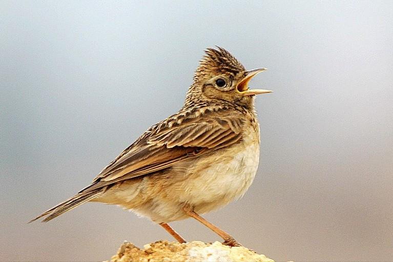 鸟儿大全高清图,高清珍稀鸟动态图片大全