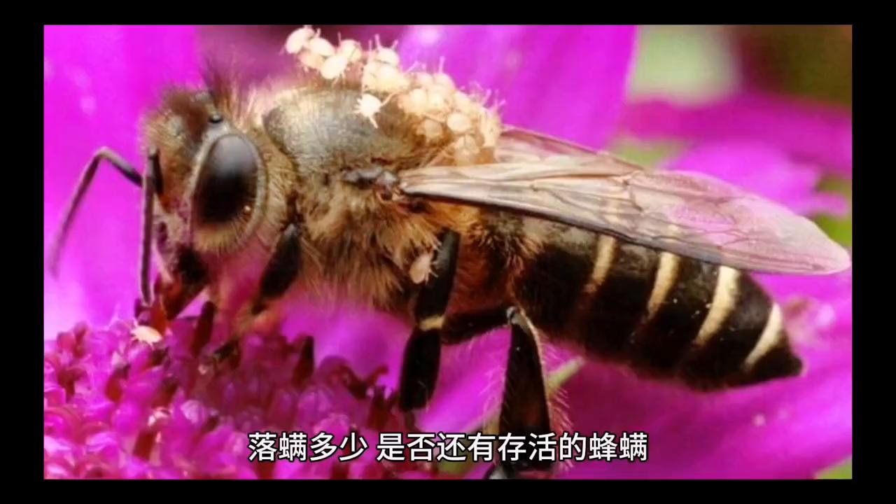 蜜蜂养殖最新杀螨技术,蜜蜂有蜂螨不治疗会有什么后果