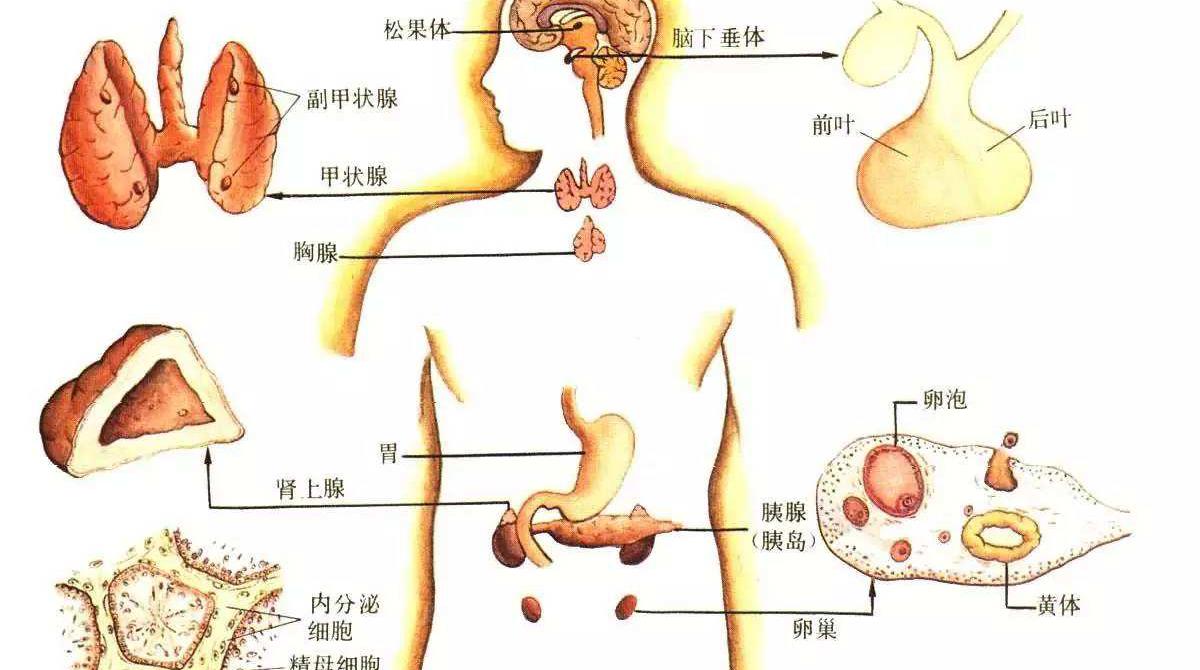 男人为何“好色”？已有科学依据，原来男人拥有两颗“大脑”