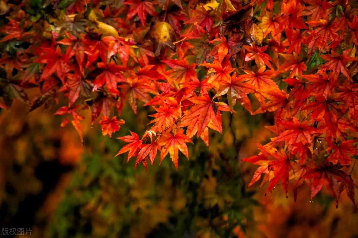 吉祥树开启吉祥年,红红火火多子多福的吉祥树