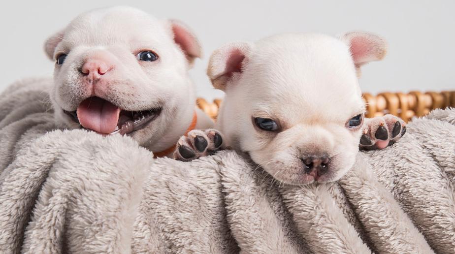 养了三年泰迪现状如何分析,为什么现在养泰迪的越来越少