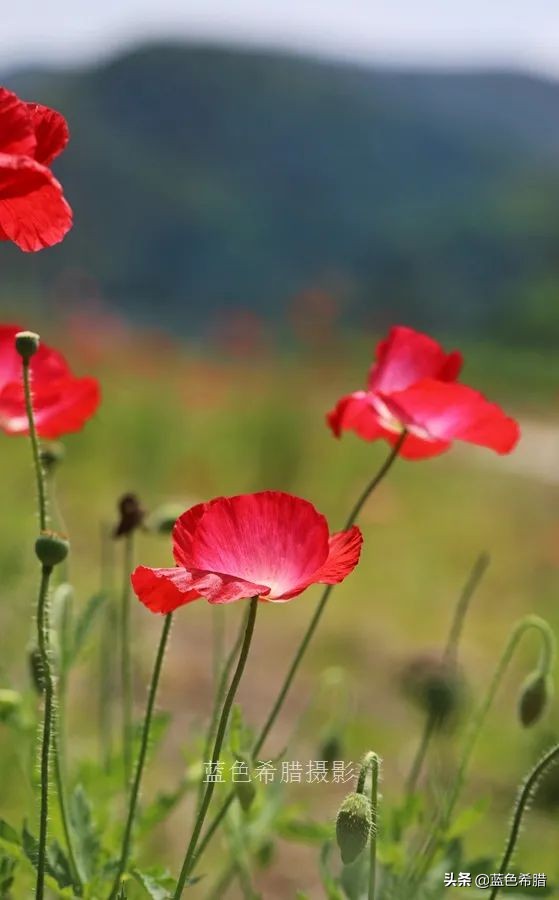 花花草草怎么拍出高级感,如何拍出惊艳的花卉