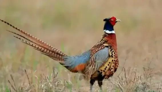 山东曹县为87名无名烈士寻亲找家,曹县孙智敏