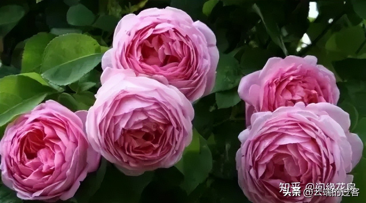 1到99朵玫瑰的含义图片,1到99朵玫瑰花语是什么