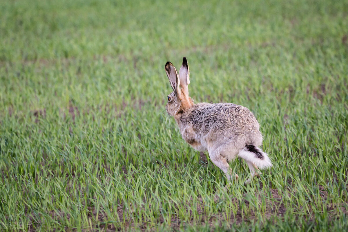 野兔一般在什么情况下才能生存,野兔繁育期间会常出来觅食吗