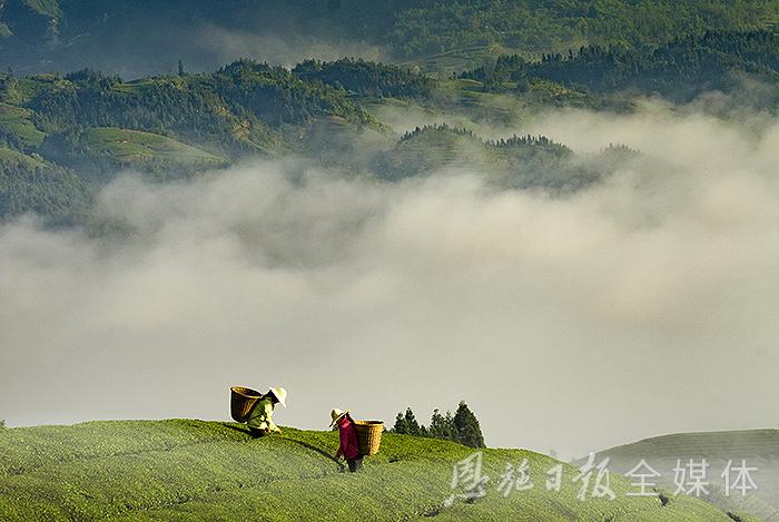恩施硒茶品牌整合,恩施硒茶功效与作用