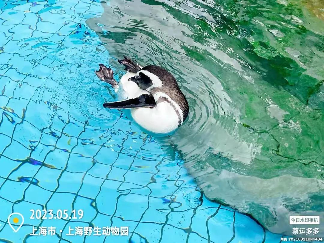 中国最大的野生动物园是哪个城市,中国最大野生动物园