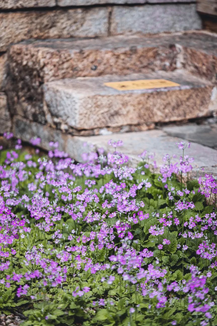 丽江三多节活动,丽江三多节旅游优惠