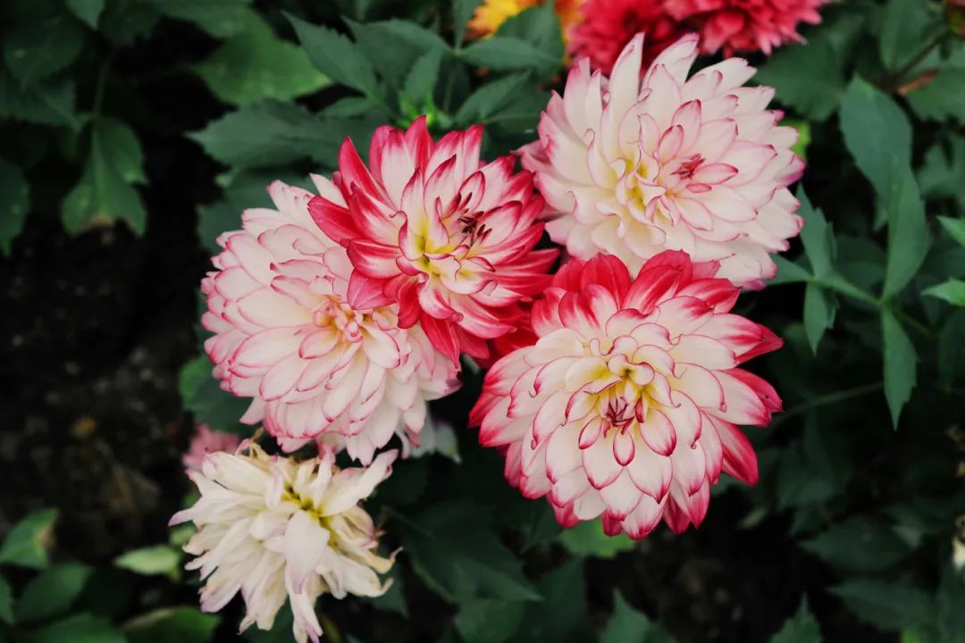 春天的潺潺溪水,春天的顶流