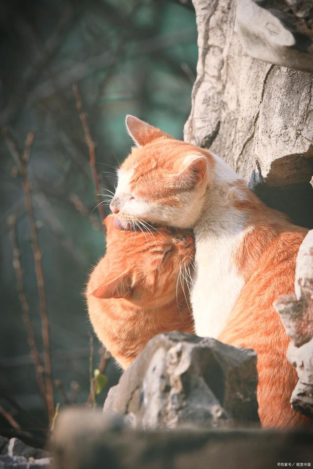 猫咪调理肠胃益生菌,猫咪肠胃不好怎么调理