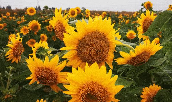 当南充美景遇上“多巴胺”这就是想象中夏天的样子！