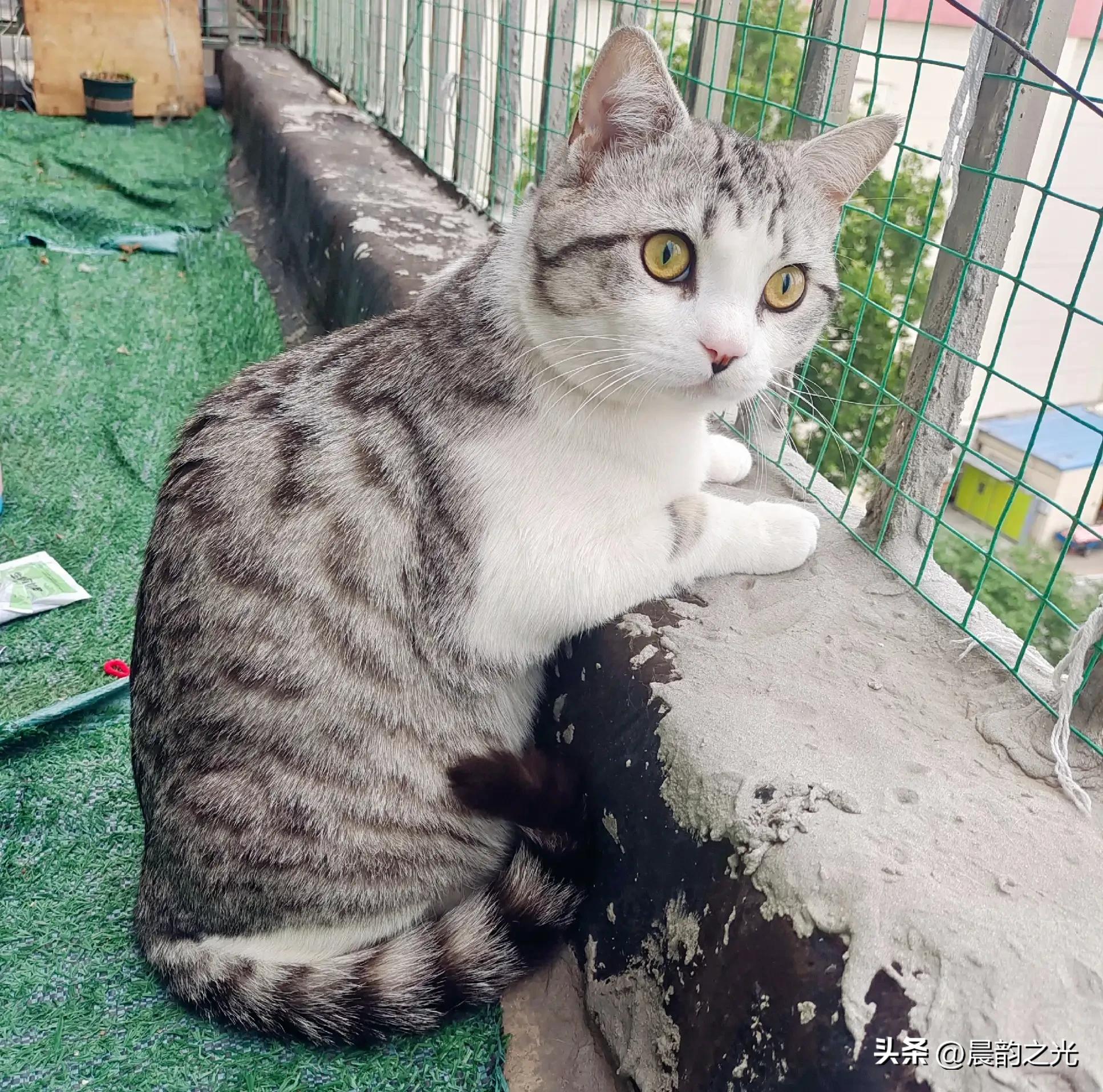 几百块钱买的猫靠谱吗,几百块的猫是真的吗