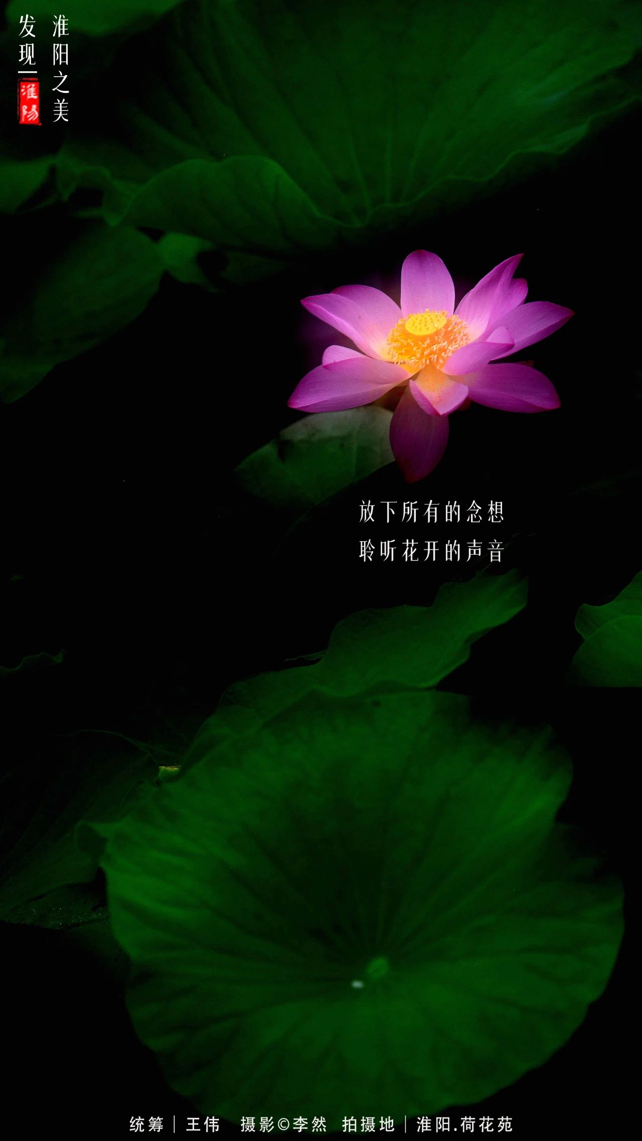 河南周口淮阳荷花节开幕会在哪里,周口淮阳荷花节开始了吗