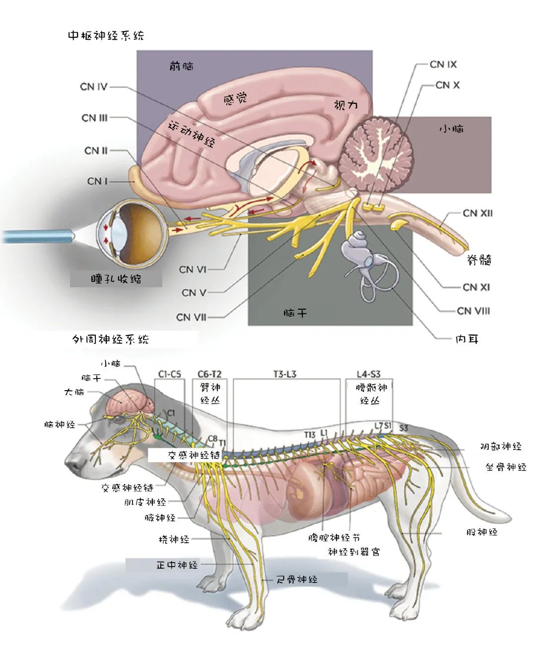 犬猫神经学检查视频,犬猫神经学检查是什么