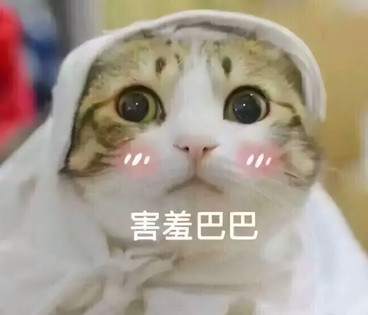 猫猫能喝人的葡萄糖吗,猫猫能喝真果粒吗