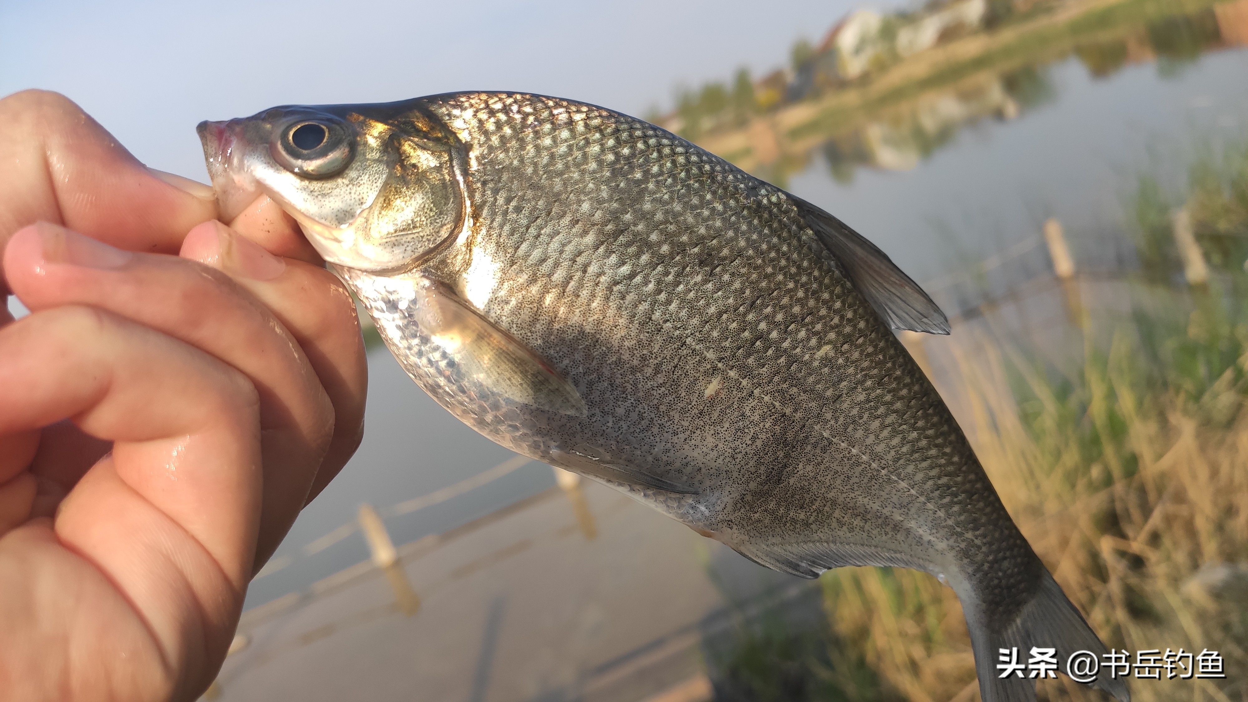 麝香钓鱼什么样的纯,真麝香钓鱼如何