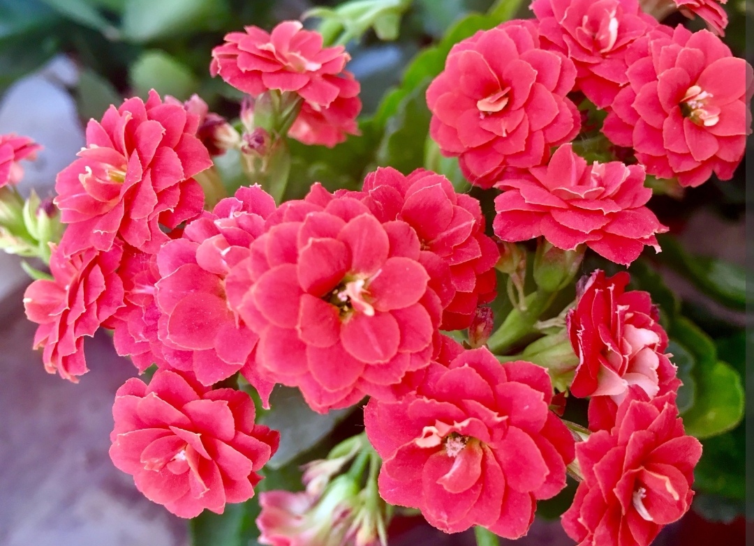 适合室内养的花卉净化空气图片,在家养什么花开花香又好看