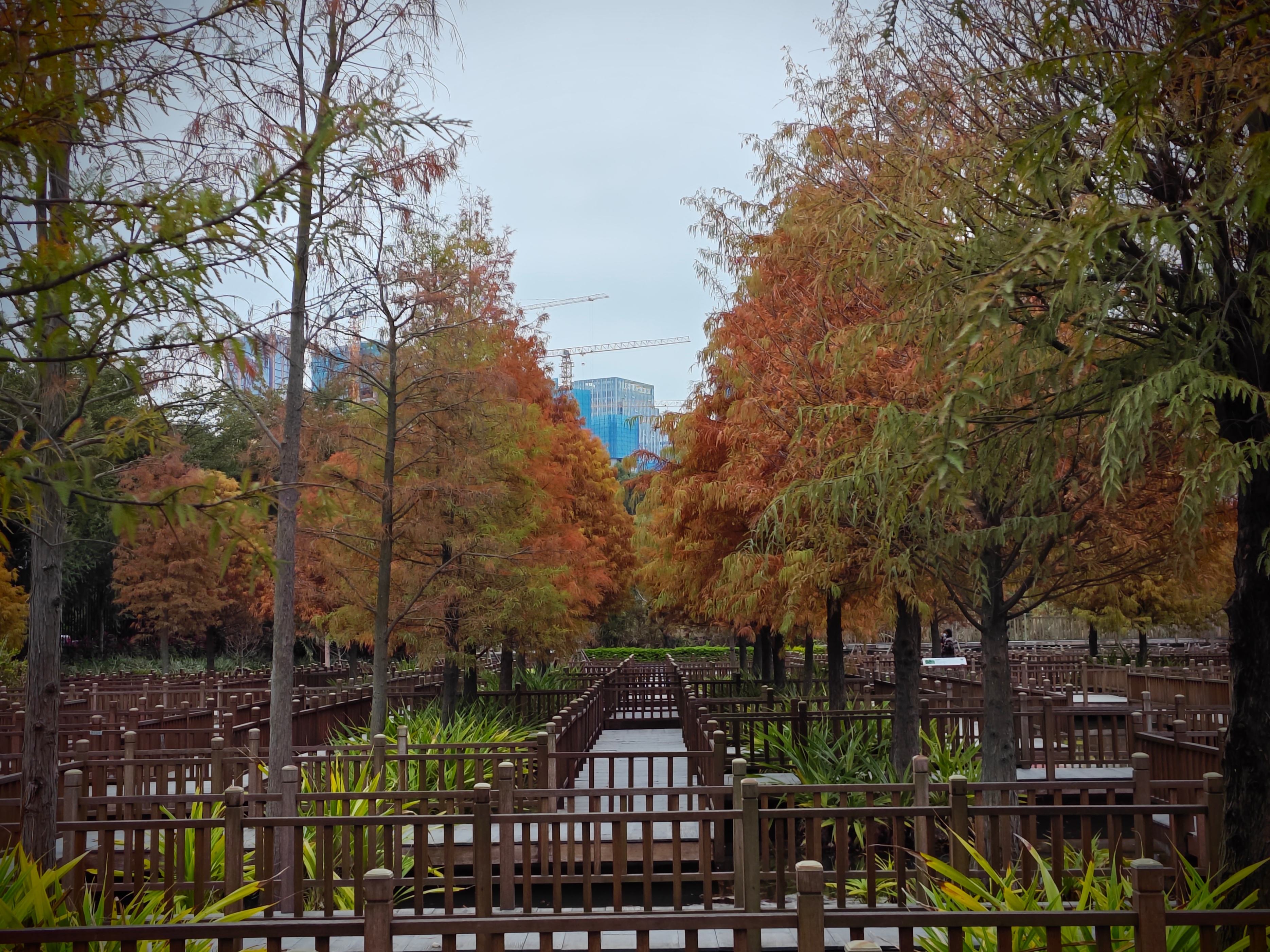 厦门南湖公园落羽杉红了吗,厦门园博园落羽杉