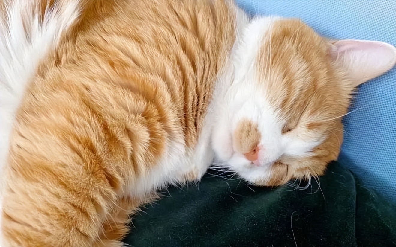 猫咪身上有蒜瓣纹,猫咪毛分层叫蒜瓣毛吗