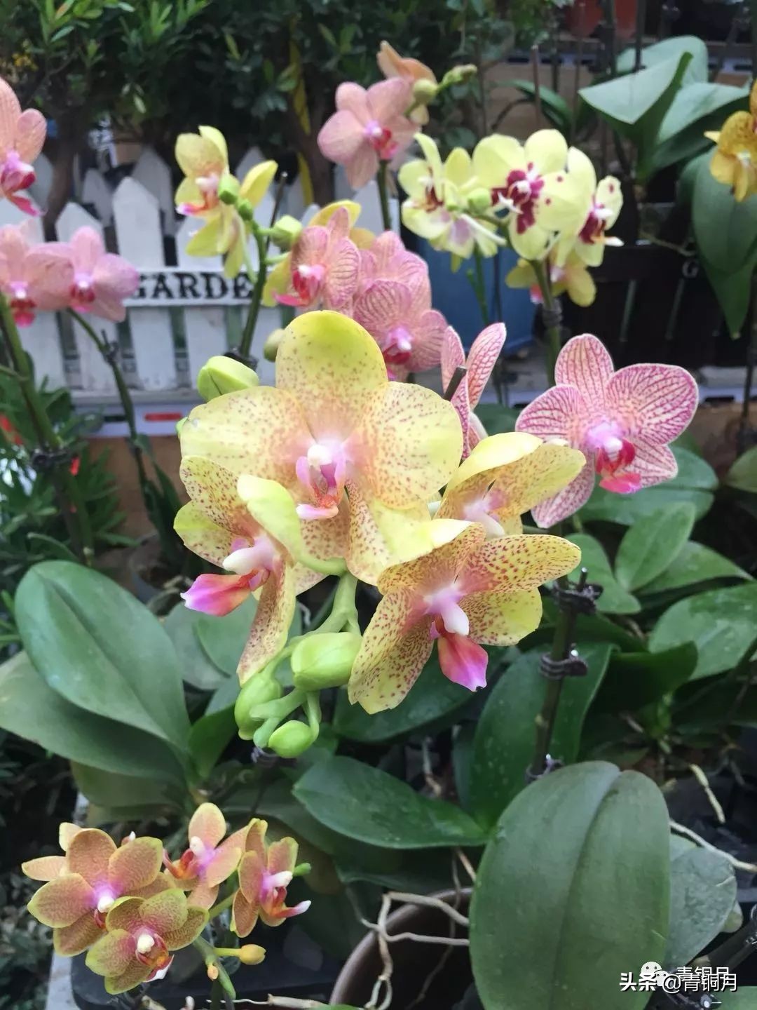 散文第3册第十六课：鲁迅藤野先生（10万+课程老师讲义）