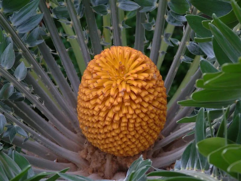 情人节攻略：大自然中的求偶杀手锏