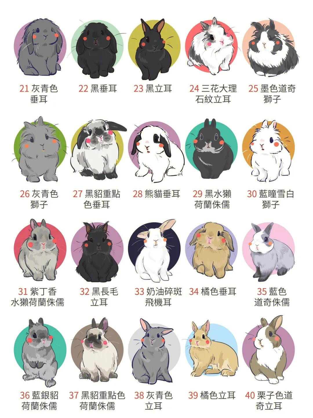 兔年跟风养个兔,哪种品种的兔兔好养还便宜