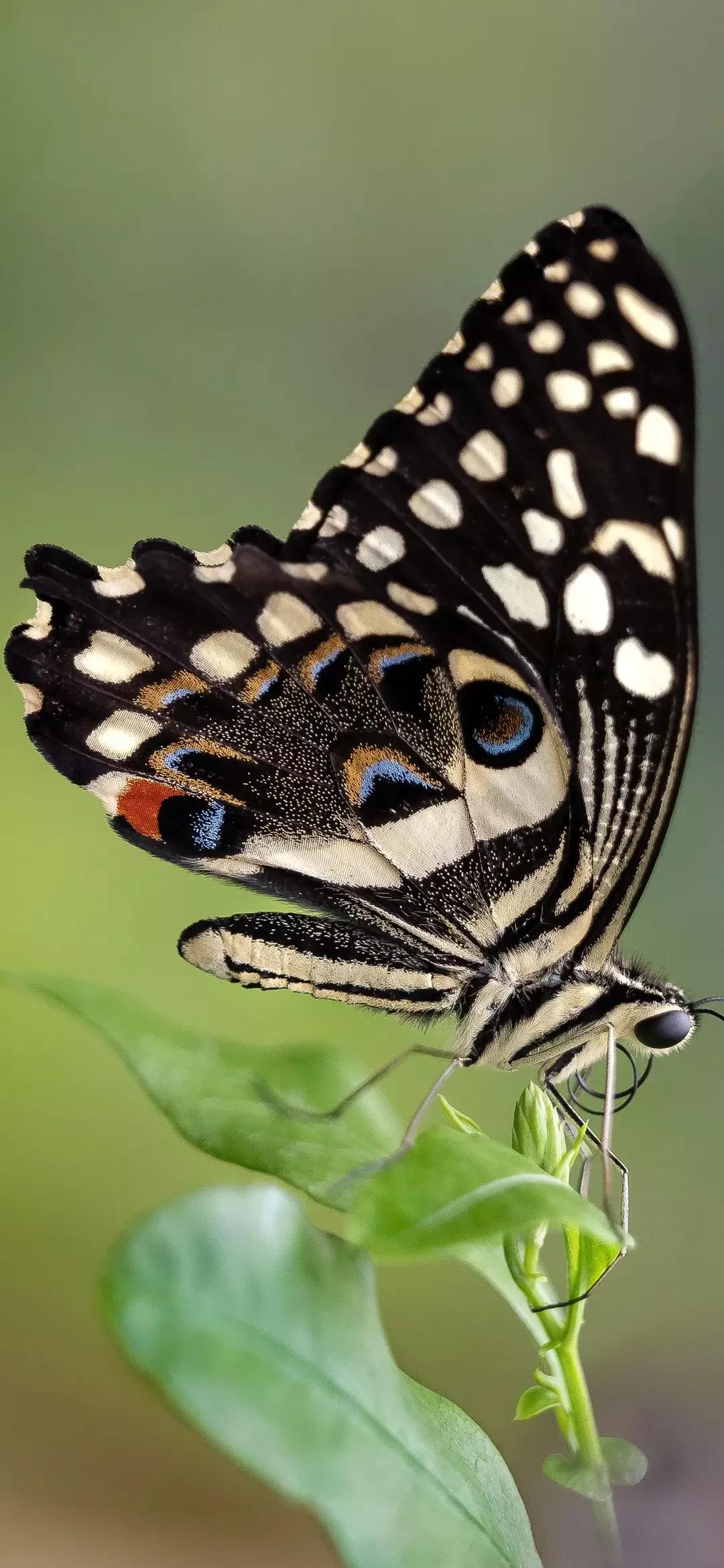 歼20高清壁纸4k全屏无水印,精选壁纸高清无水印高级感