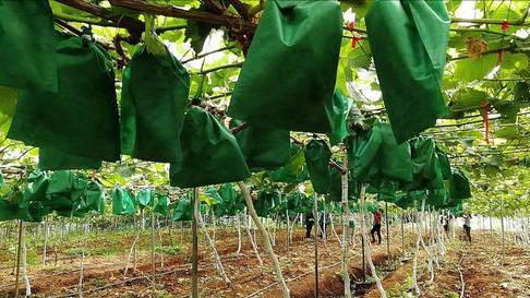 葡萄套袋做法,葡萄套袋价格