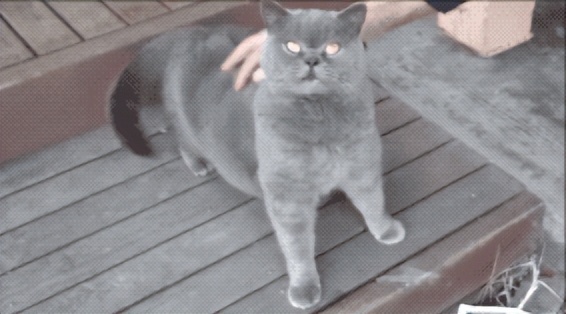 一按就灵！这5个猫咪身上的“奇妙开关”铲屎官按了没？