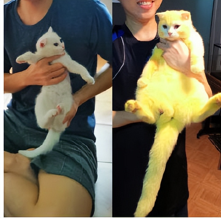 猫咪毛发变红棕色,猫咪毛发变成蒜瓣毛