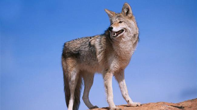 北京奥运会五个吉祥物代表的动物,北京奥运吉祥物代表动物