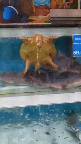 每日一笑：看多了足球比赛就没意思了，来一场不一样的比赛吧