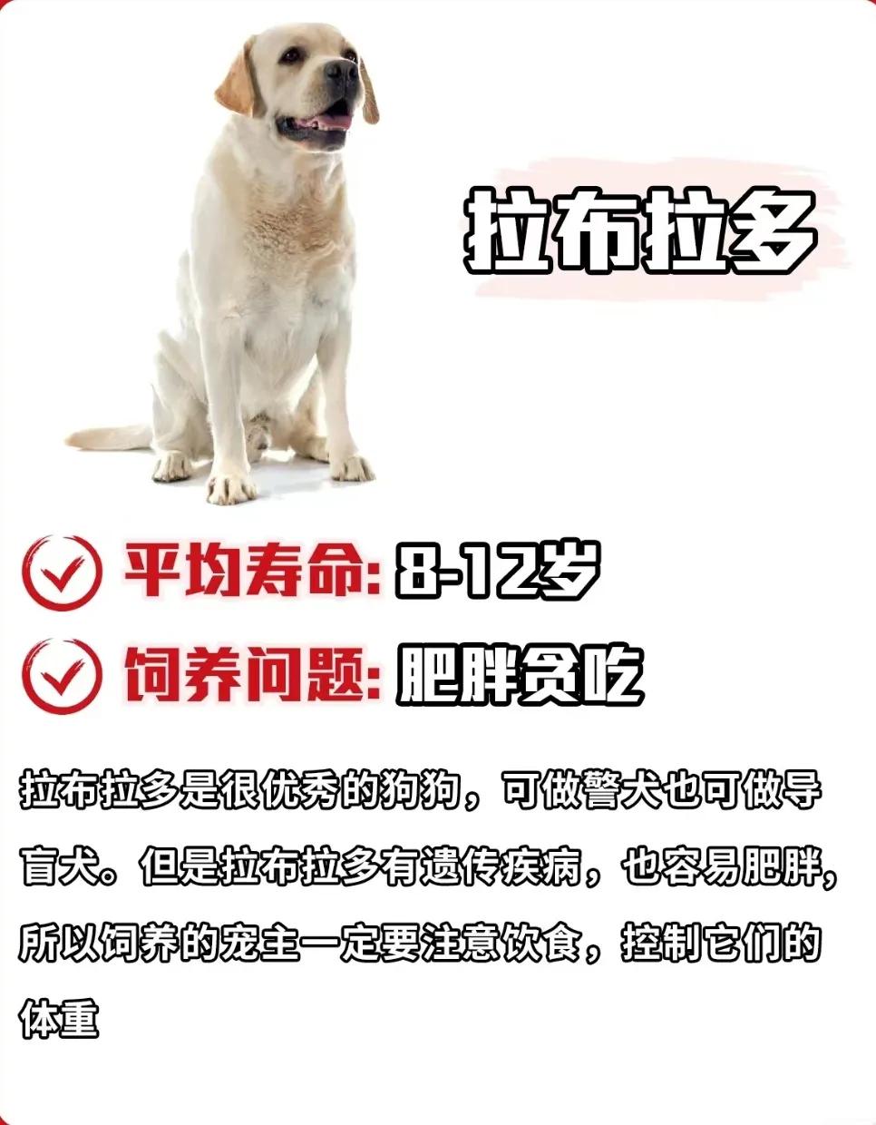 雪纳瑞狗狗的寿命,寿命最短的狗狗