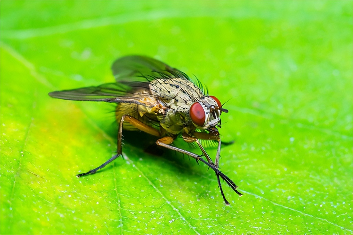 苍蝇的危害及防治措施,生活小常识防治苍蝇