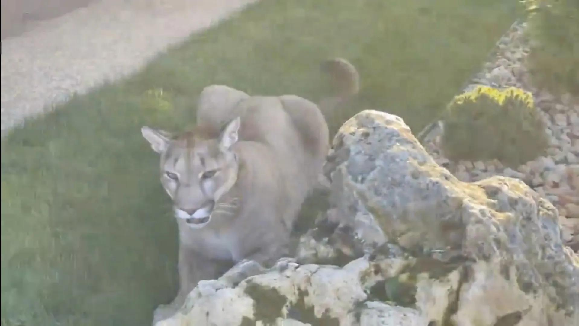 美洲狮梅西足球,美洲狮梅西和美洲狮凯利