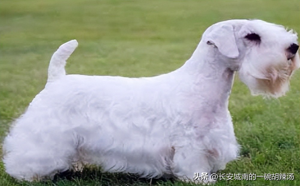 世界名犬大赛全程视频,世界名犬下司犬排名