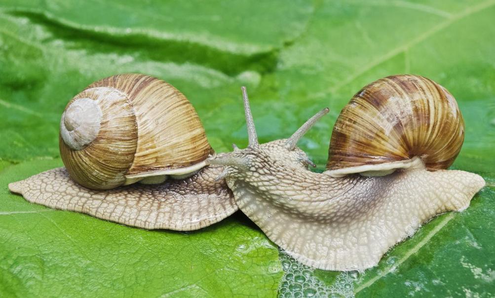 蜗牛可以做花肥吗,蜗牛做美容产品