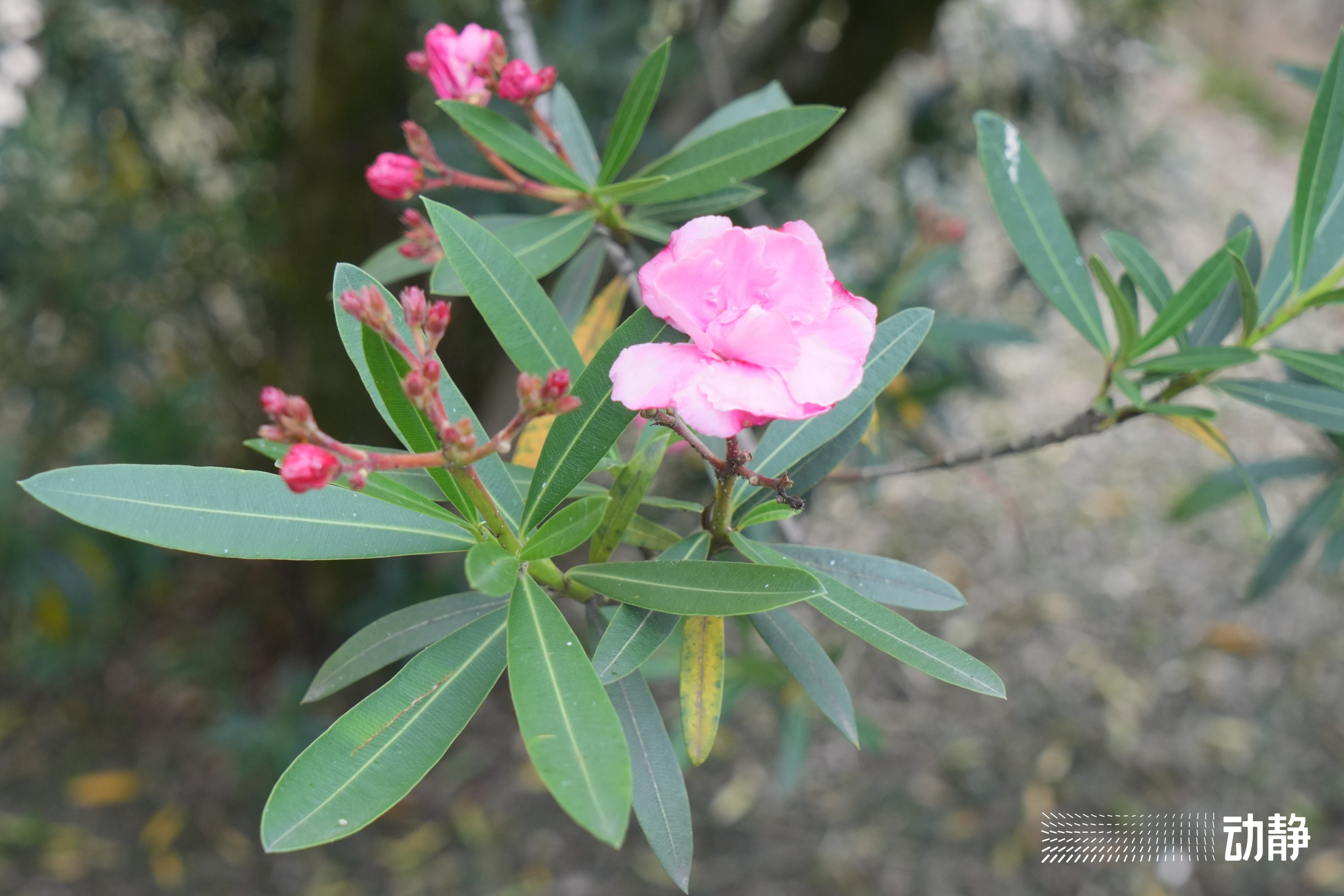 野性贵州有问必答丨有毒的夹竹桃，优秀的“环保卫士”