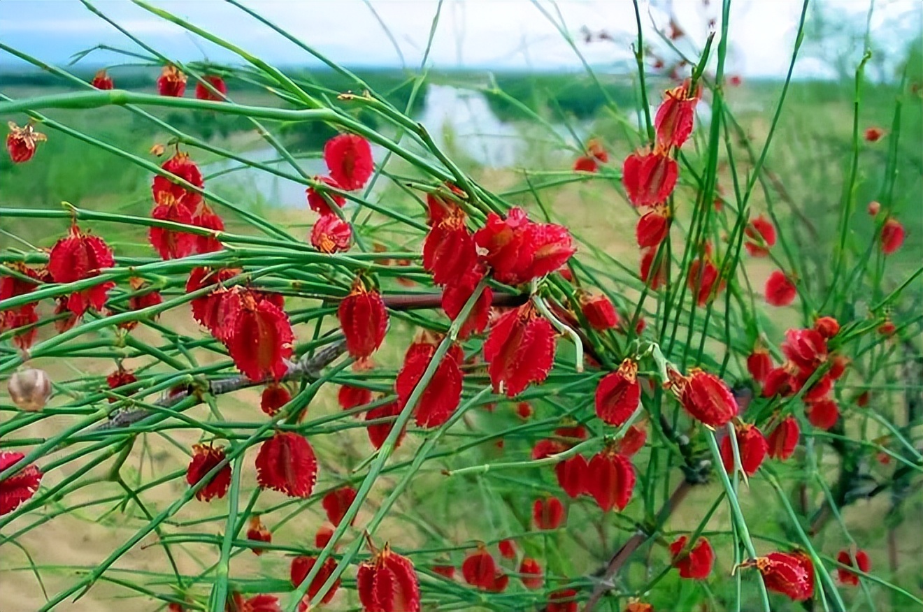 植物识别小口诀，总结的太全了！