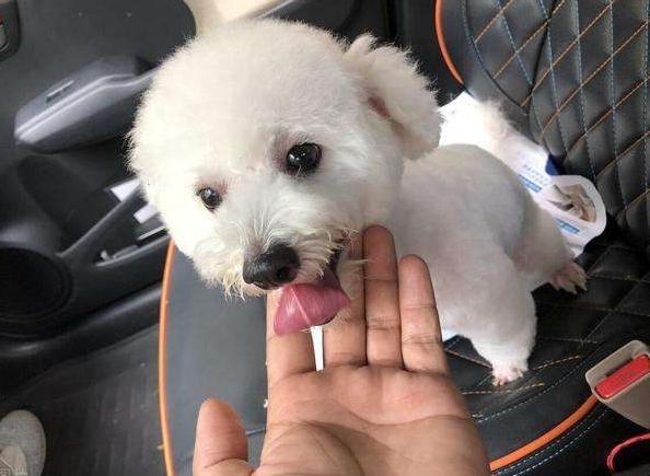 狗狗用爪子“扒拉你”,其实是在暗示这些事