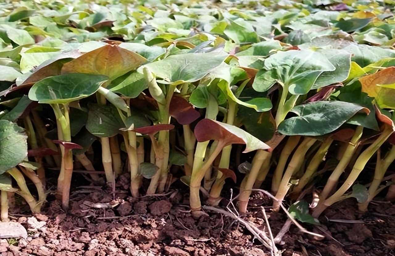 为什么说鱼腥草是害人草,鱼腥草是害人草还是养生草
