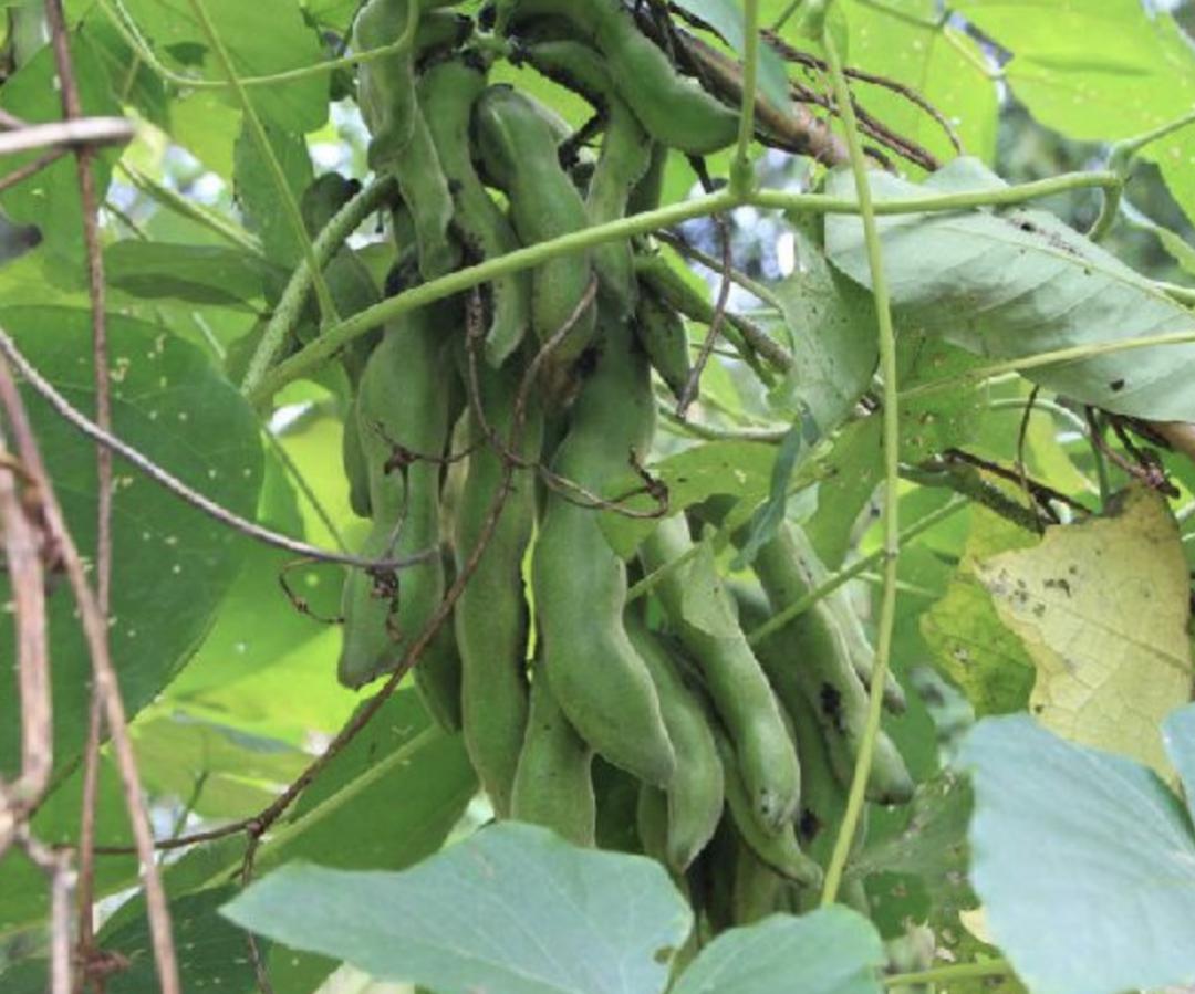 和狗爪豆长得像的有什么,很像狗爪豆的野生植物