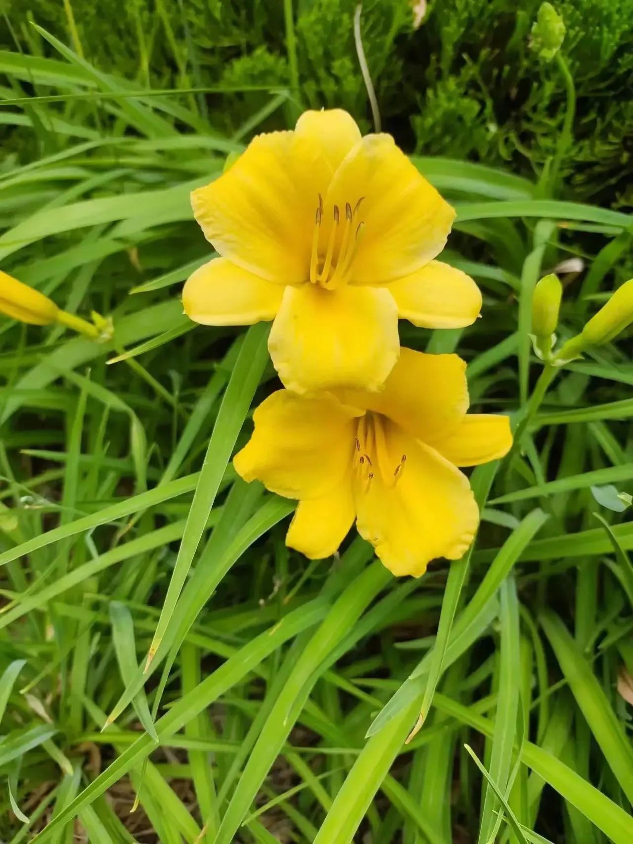 优美的萱草花,大花萱草好看的品种